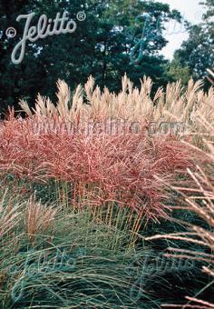 miscanthus sinensis 'New Hybrids'